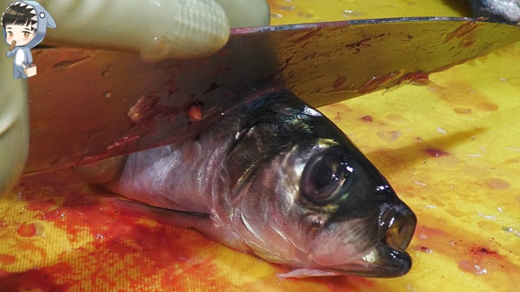 KOREAN STREET FOOD HERRING HOE SASHIMI KOREA SEAFOOD MARKET 포항 송도활어회센터 자연산 청어 201227