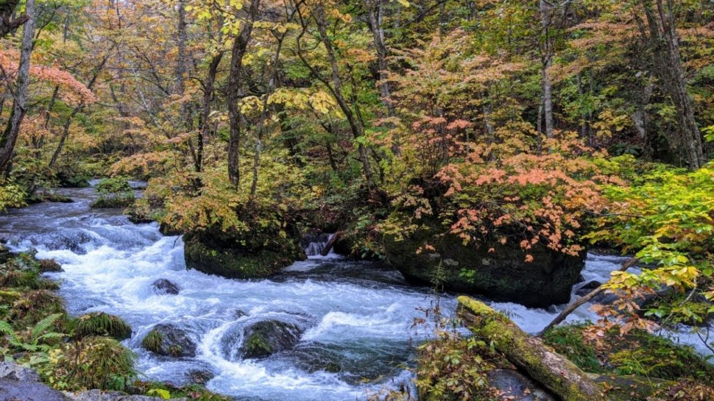 【4K Aomori #Feiyupocket 】Oirase stream 2-Walk in the beautiful autumn leaves forest 【4K Aomori #Feiyupocket 】Oirase stream 2-Walk in the beautiful autumn leaves forest