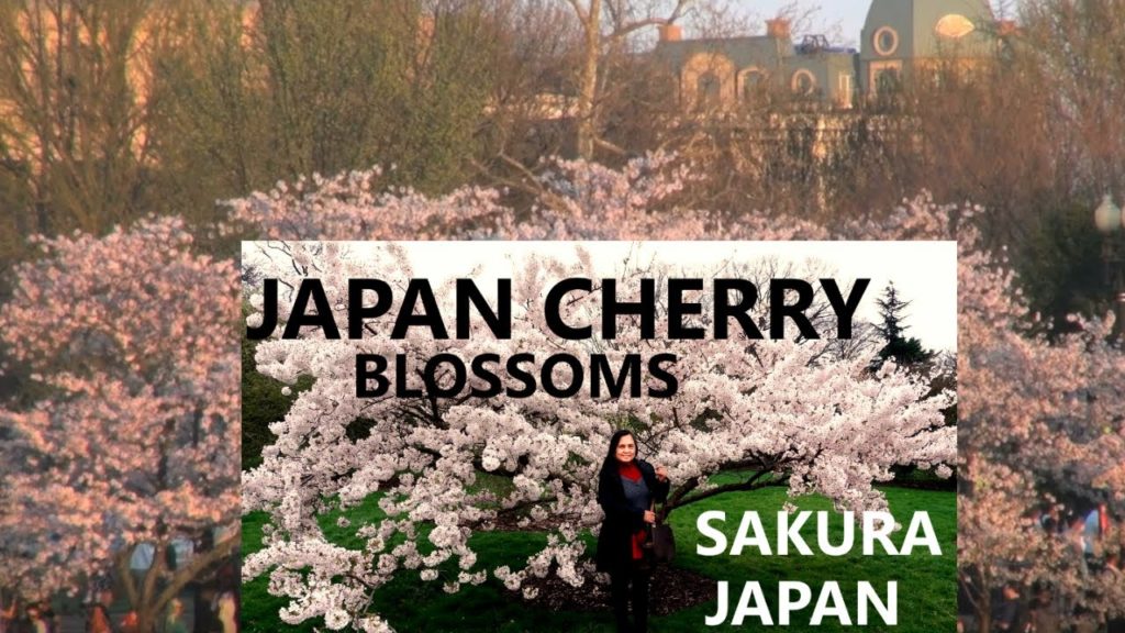 Cherry Blossoms In  Japan Cherry Blossoms In  Japan