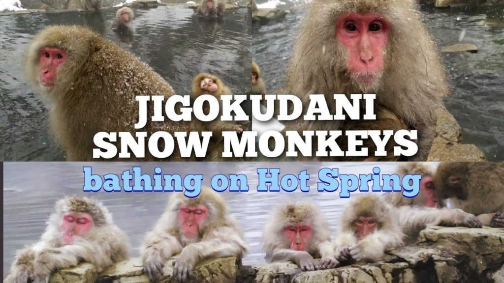 Snow Monkeys bathing on Hot springs of Jigokudani Monkey Park Japan