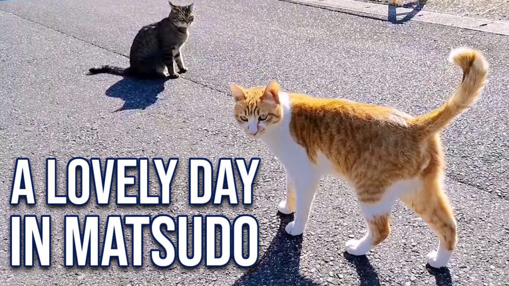 Quiet neighborhoods, street cats, and more in Matsudo (1080p HD) | JAPAN LIVESTREAMS 2021 Quiet neighborhoods, street cats, and more in Matsudo (1080p HD) | JAPAN LIVESTREAMS 2021