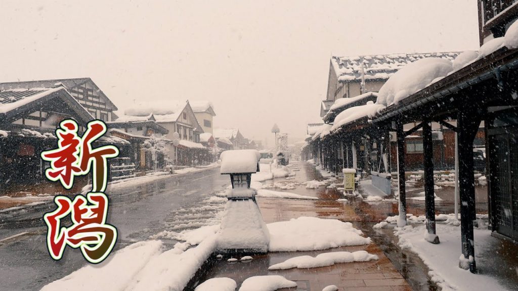 【4K Snowfall】Niigata as Heavy snow districts and Landing zone of Migrated swans.  #新潟 #瓢湖 #4K