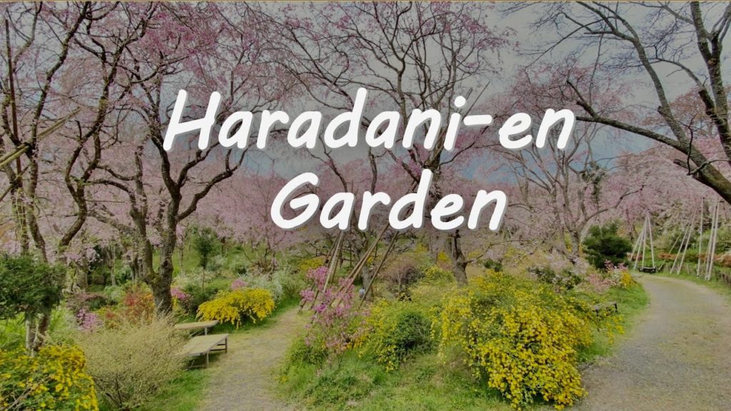Kyoto’s Best Cherry Blossoms at Haradani-en Garden