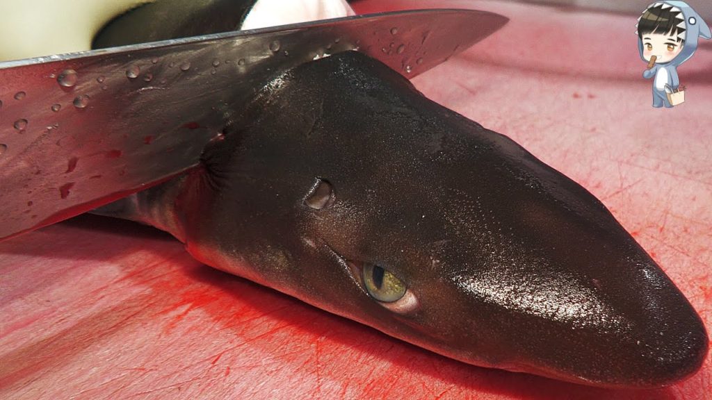 KOREAN STREET FOOD SHARK SASHIMI KOREA SEAFOOD MARKET 상어 회 포항 송도 활어회센터 201215 KOREAN STREET FOOD SHARK SASHIMI KOREA SEAFOOD MARKET 상어 회 포항 송도 활어회센터 201215