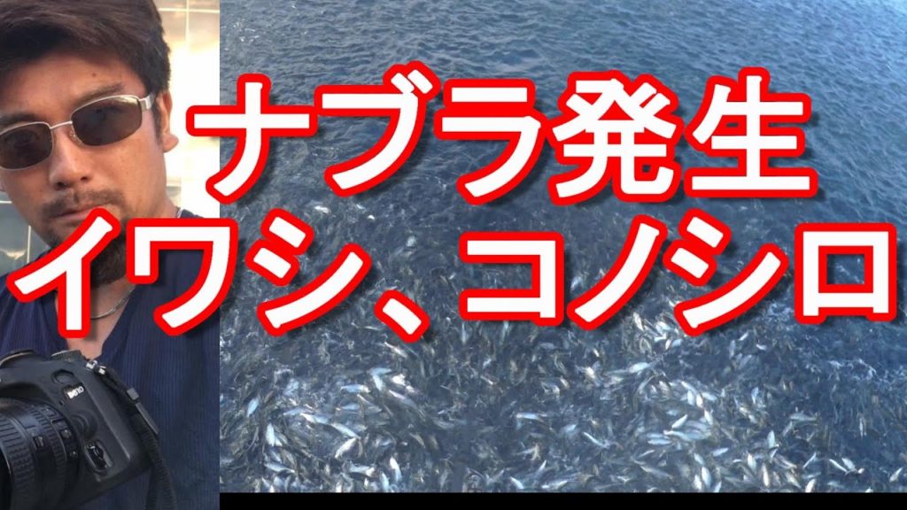 【青物釣り】静岡県！某釣り場でナブラ発生！青物(ブリ)やサワラが出る！次回に期待！イワシ、コノシロなぶら！Fishing in Shizuoka prefecture,Japan