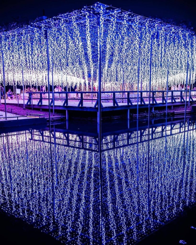 .
Wisterias shimmering in the winter lights.
#togetherthisfebruary  4色の光で咲いた、冬の...