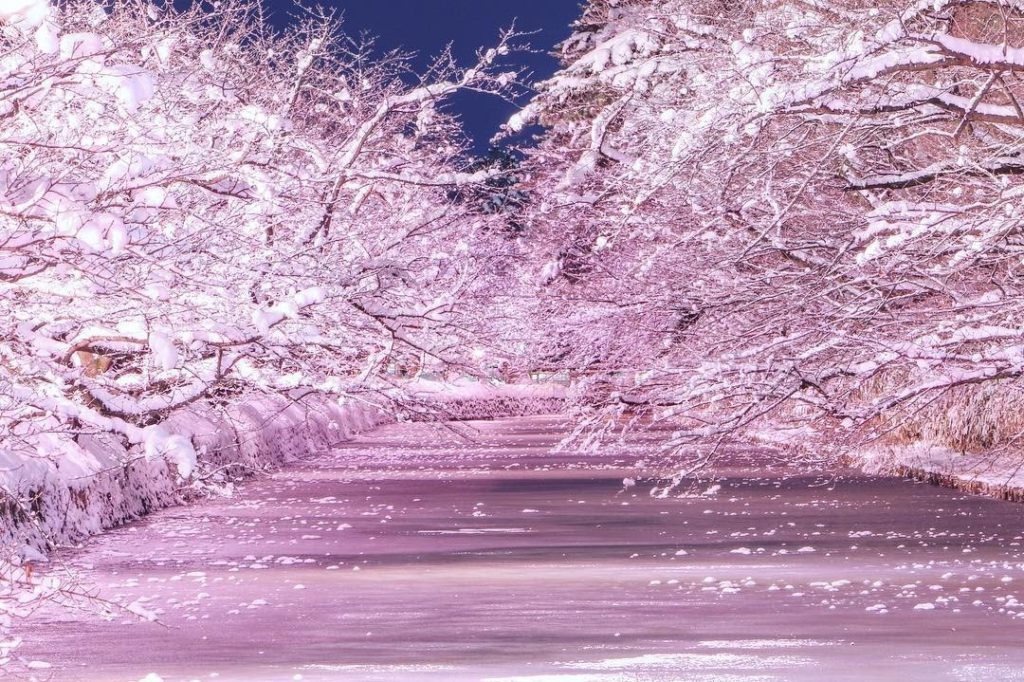 .
The snow-covered cherry blossom trees appear as though they are in full bloom....