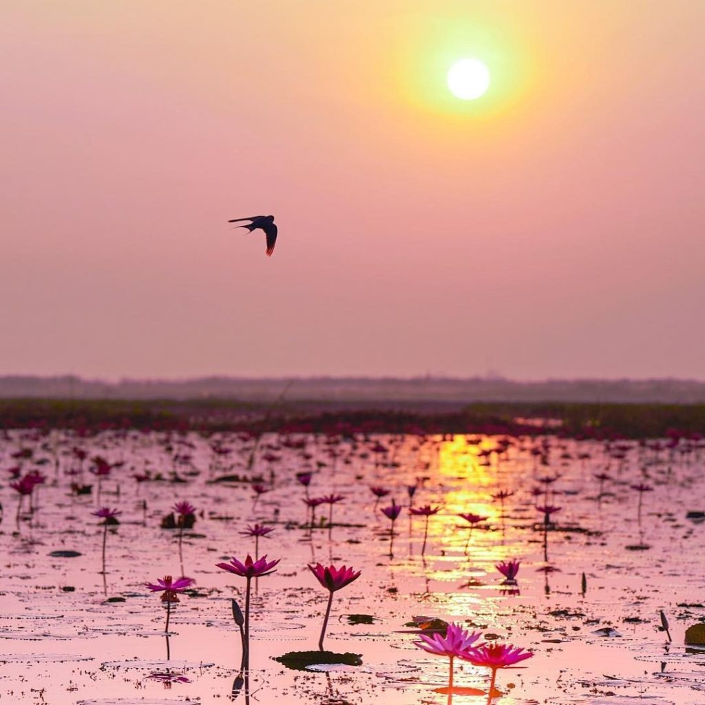 .
Talay Bua Daeng, a magical pink water lily lake, with swallows flying above.
#...
