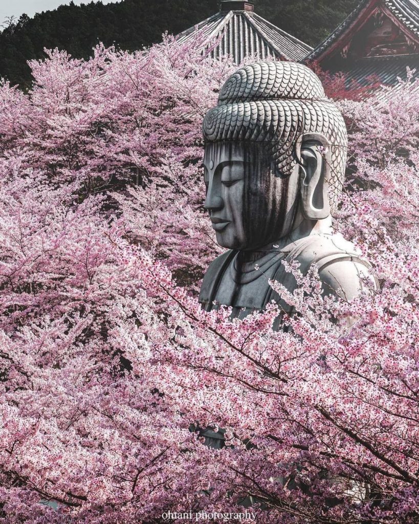 Peekaboo! During the spring you can see the 20-meter-tall (65 feet) Buddha at Ts...