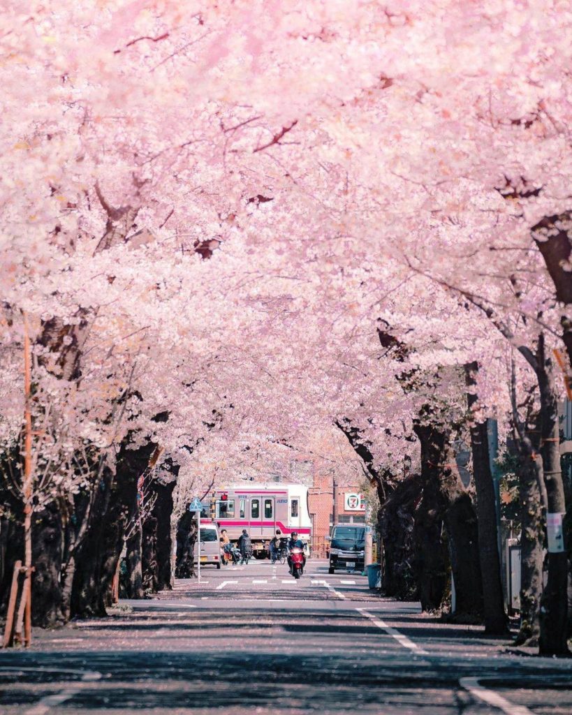 Oh, to be strolling along a cherry tree-lined street when the blossoms are at th...