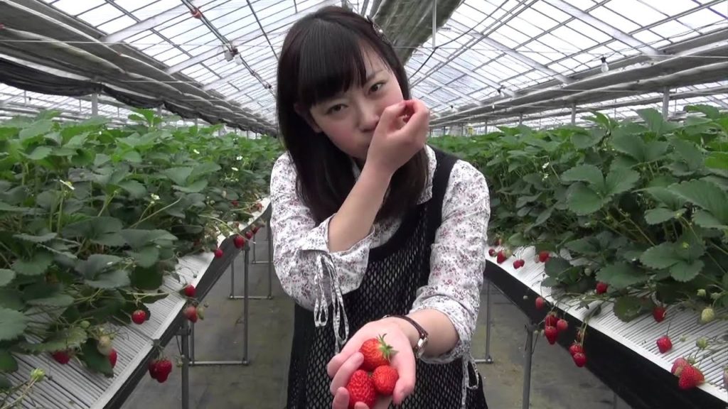 두근두근☆아오모리 제6회 1 년중 할 수 있어요. 딸기 수확!