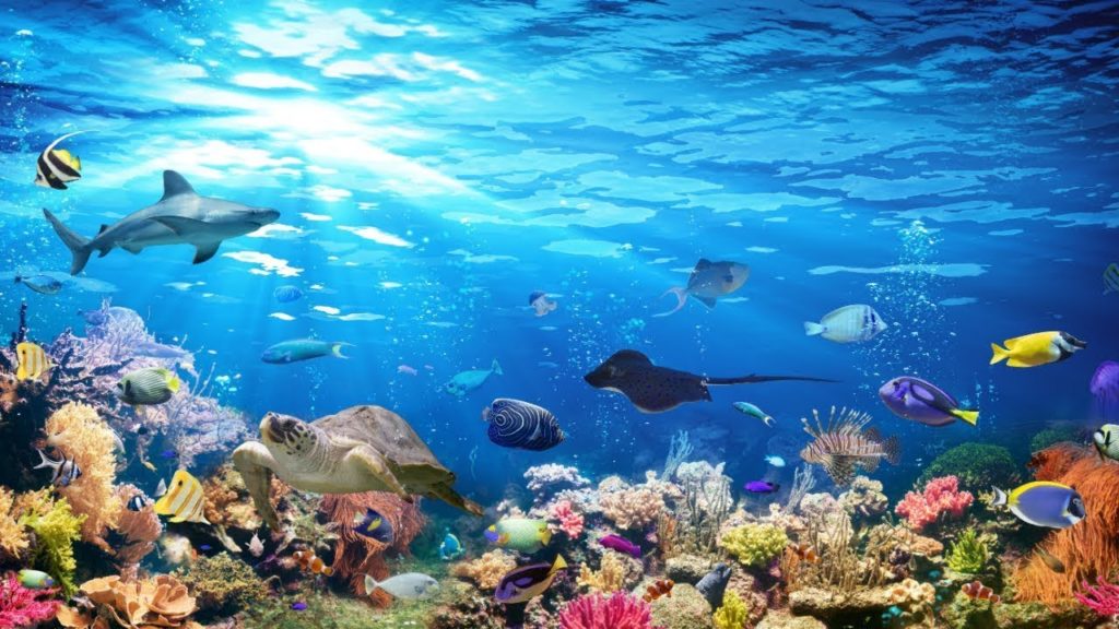 Underwater Wonders + Relaxing Music - Coral Reefs & Colorful Sea Life in FHD
