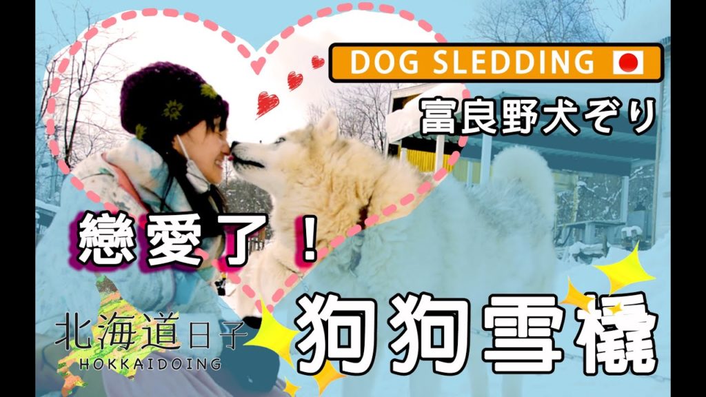【北海道冬天狗拉雪橇】假裝哭哭哈士奇的反應？ HOKKAIDO DOG SLEDDING 北海道犬ぞり