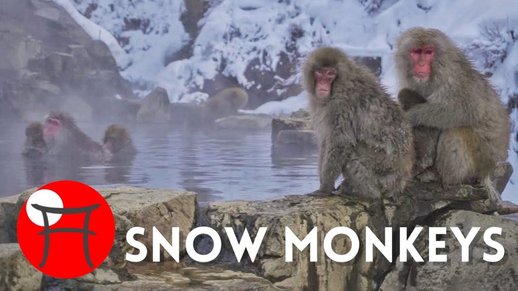 Winter in Japan: Snow Monkeys in Onsen Hot Spring