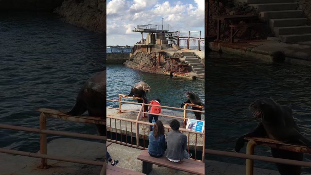 Sea lion show in Otaru aquarium #Shorts