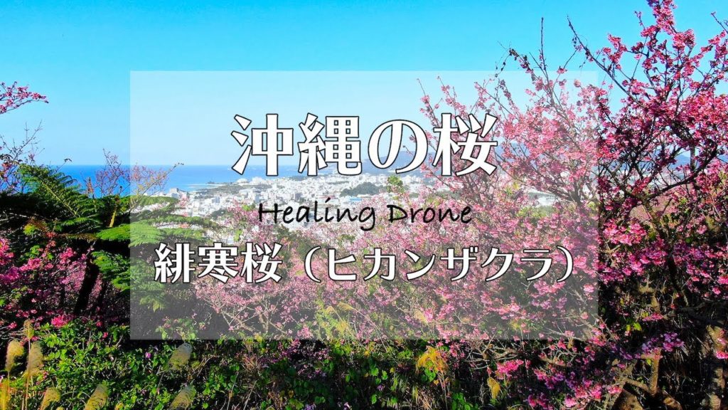 【ドローン空撮】沖縄の桜 緋寒桜（ヒカンザクラ）Healing Drone Okinawa