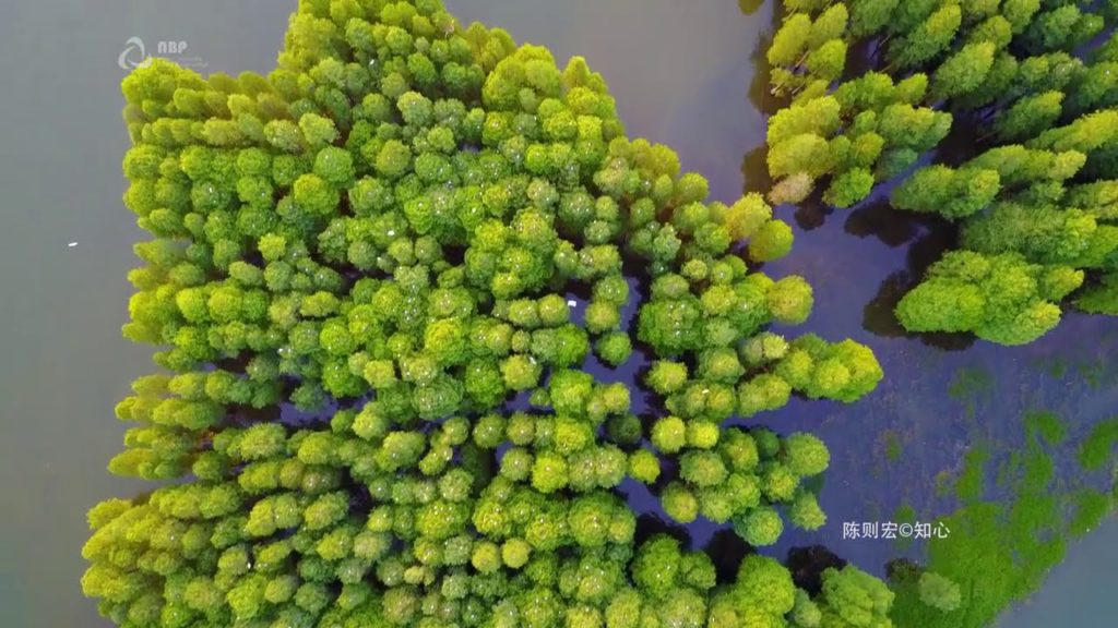 | Beautiful Japan - The Nature side of Japan | #EndlessDiscovery