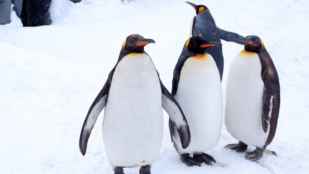 Penguin Walk Asahiyama Zoo Asahikawa Hokkaido
