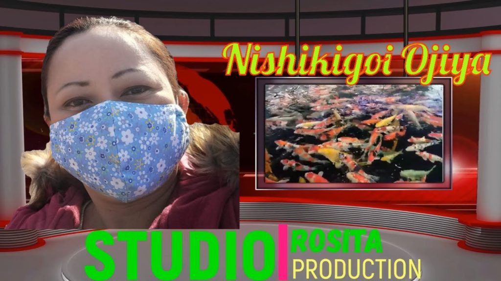 Nishikigoi ojiya, japanese culture , japan travel, niigata Nishikigoi ojiya, japanese culture , japan travel, niigata