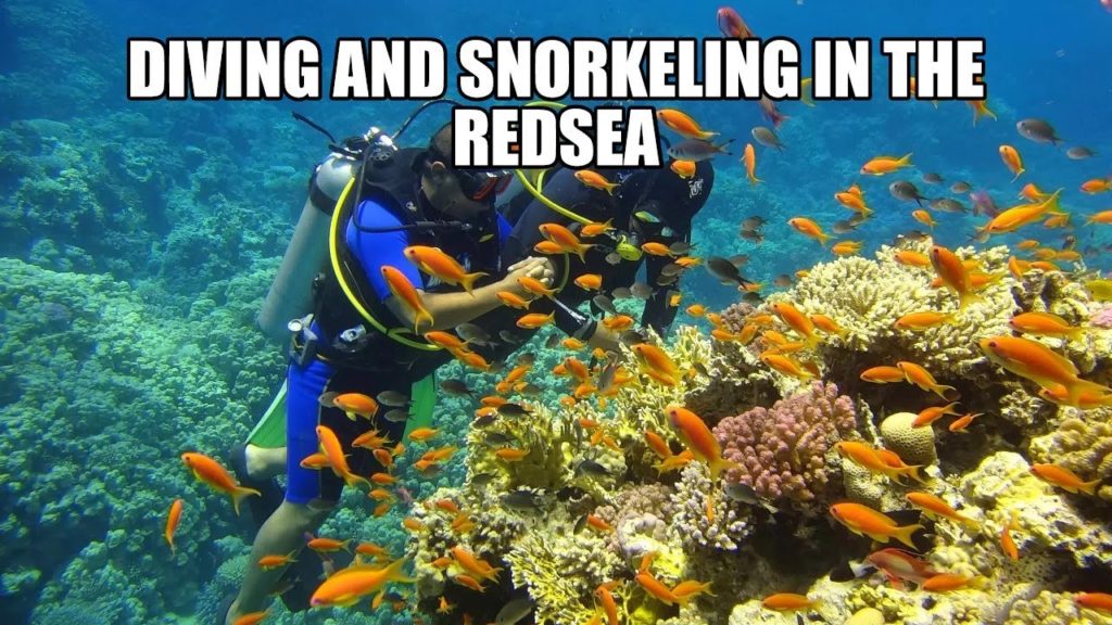 DIVING AND SNORKELING IN THE REDSEA (SHARM EL SHEIKH), EGYPT | Mateo's Adventures