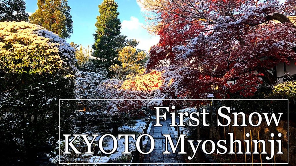 【京都が白く輝いた】初雪で薄っすら雪化粧の京都妙心寺 First snow of this season Myoshin-ji temple, Kyoto