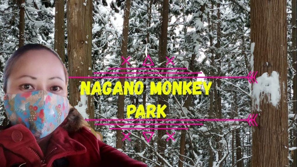 Nagano Monkey Park,snow monkey park,japanese macaque,travel Nagano Monkey Park,snow monkey park,japanese macaque,travel