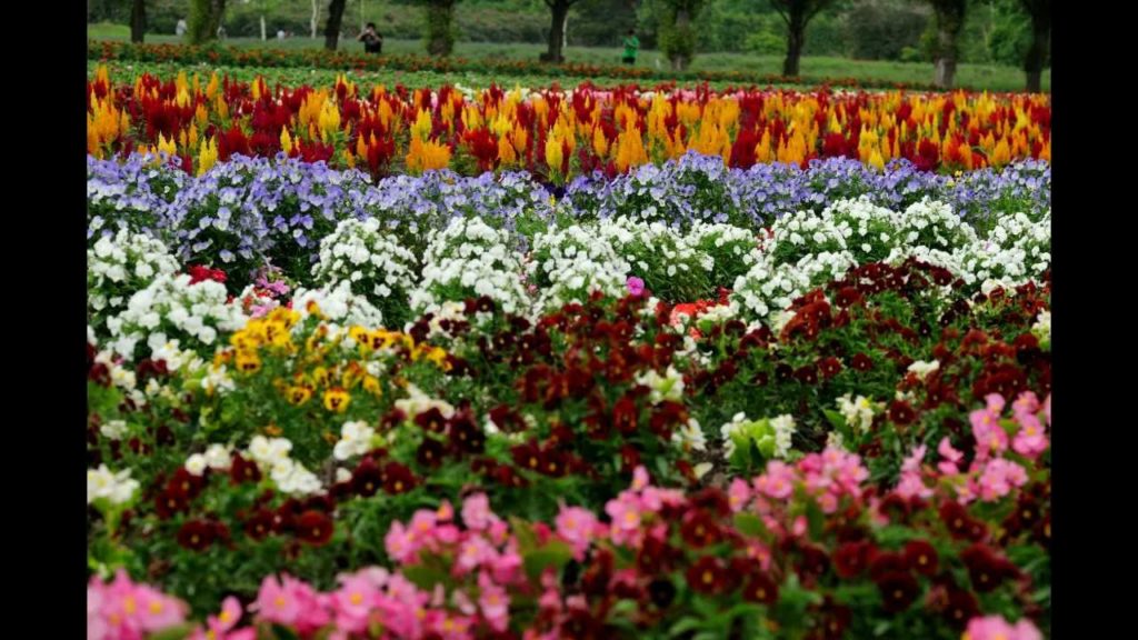 北海道  富良野 Hokkaido Furano