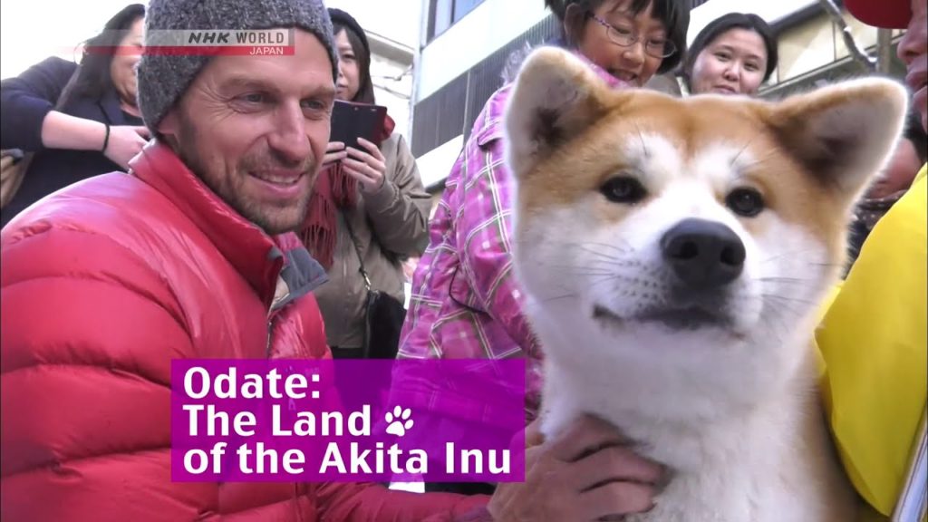 Odate: The Land of the Akita Inu - Journeys in 🇯🇵   NHK
