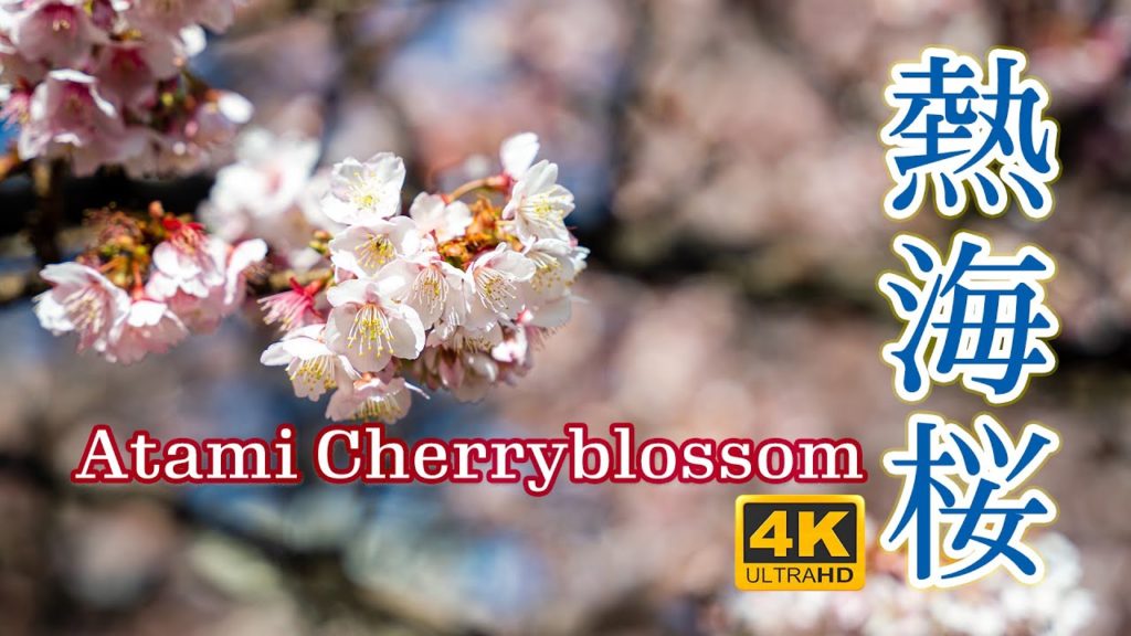 【日本の桜2021】熱海桜  温泉街熱海の1月に咲く桜【日本の伝統文化】 - Atami Cherry Blossom Sakura Japan 2021