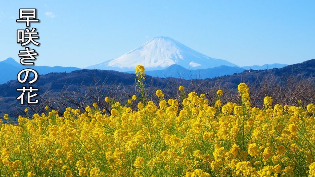 The Earliest Spring Flowers at Kanagawa and Shizuoka area.#4K #土肥桜 #吾妻山公園