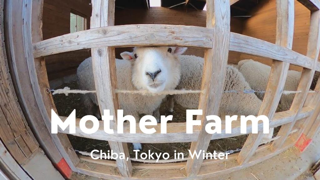 Chiba, JAPAN Farm - Mother Farm in winter Part 1