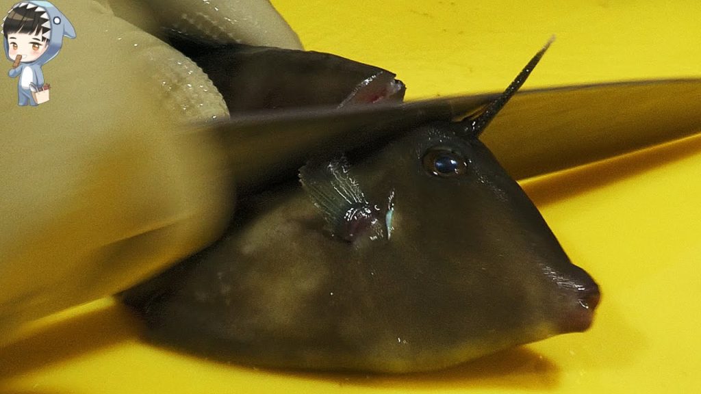 KOREAN STREET FOOD ASSORTED SEAFOOD SASHIMI POHANG KOREA 포항 송도 활어회센터 해물모듬회 201223