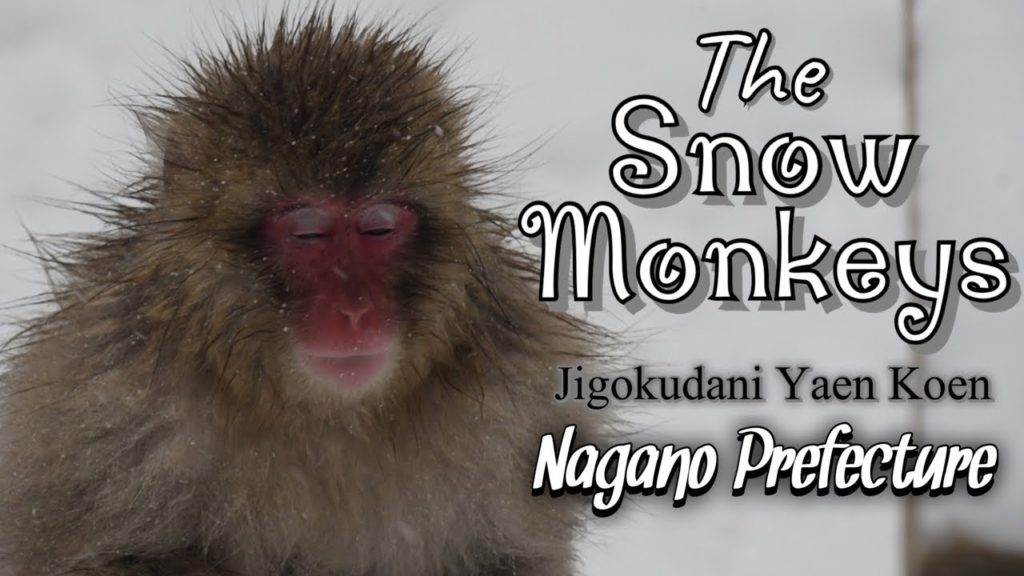 Snow Monkeys | Jigokudani Yaen Koen | Nagano Prefecture