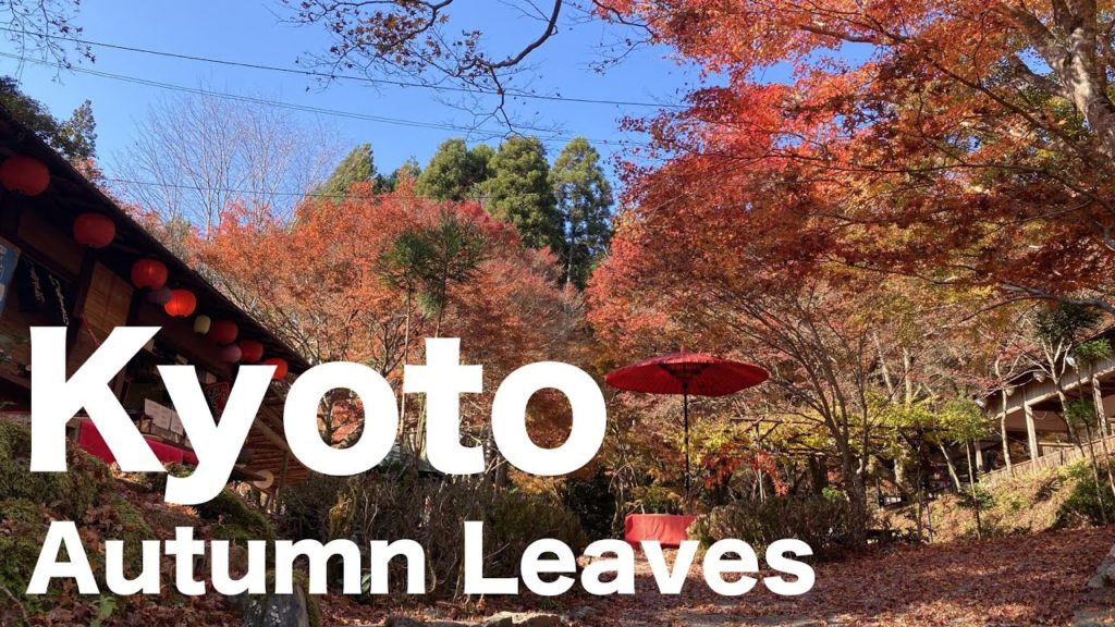 【Kyoto】Beautiful Kiyotaki Autumn Leaves hiking