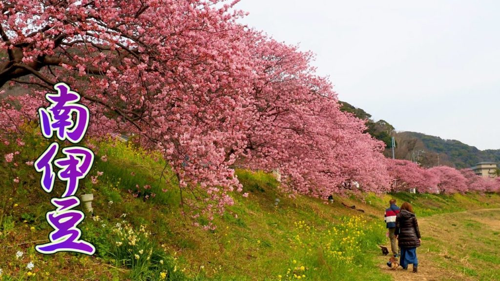 【Cherry blossoms】 Dream starter of Kawazu-zakura were launched at Minami-Izu 南伊豆. #4K #みなみの桜と菜の花まつり