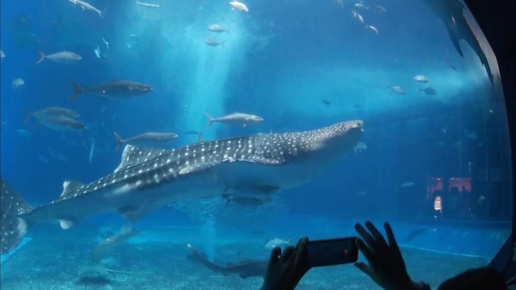 World’s Largest Aquarium!!! Okinawa tourist spots: Ocean Expo Park / Churaumi Aquarium