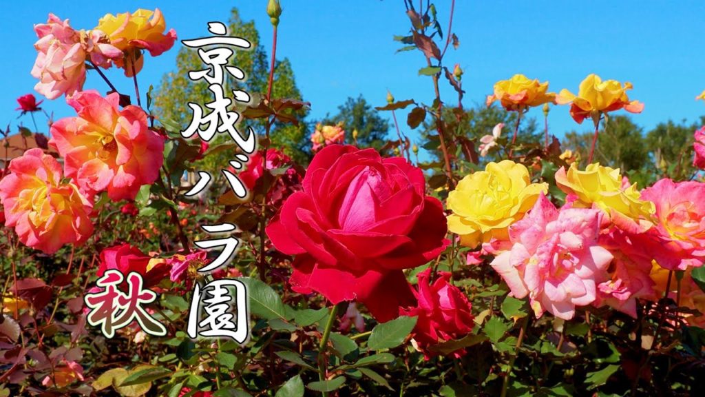 CHIBA. Keisei Rose Garden 2020 Autumn.#4K #京成バラ園 #秋バラ CHIBA. Keisei Rose Garden 2020 Autumn.#4K #京成バラ園 #秋バラ