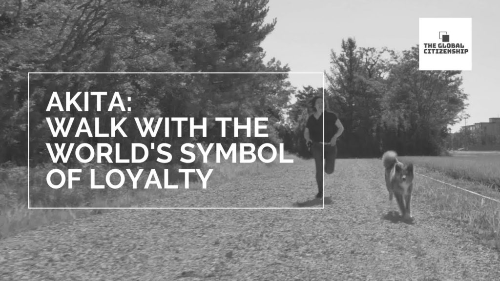 AKITA: WALK WITH THE WORLD'S SYMBOL OF LOYALTY; AKITA INU | GLOBAL CITIZENSHIP