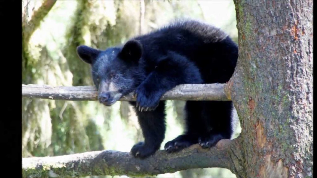 Sail Alaska 2011 part 3