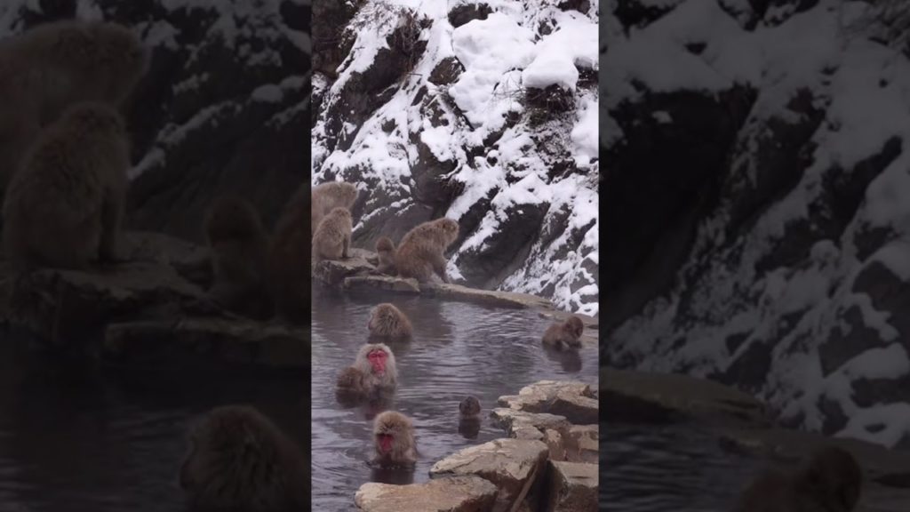Snow monkey 地獄谷野猿公苑2021 2月8日撮影本編近日公開#Shorts Snow monkey 地獄谷野猿公苑2021 2月8日撮影本編近日公開#Shorts