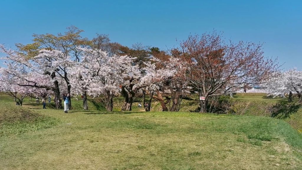 Japan, Kirschblüte, Sakura, Hakodate, Hokkaido