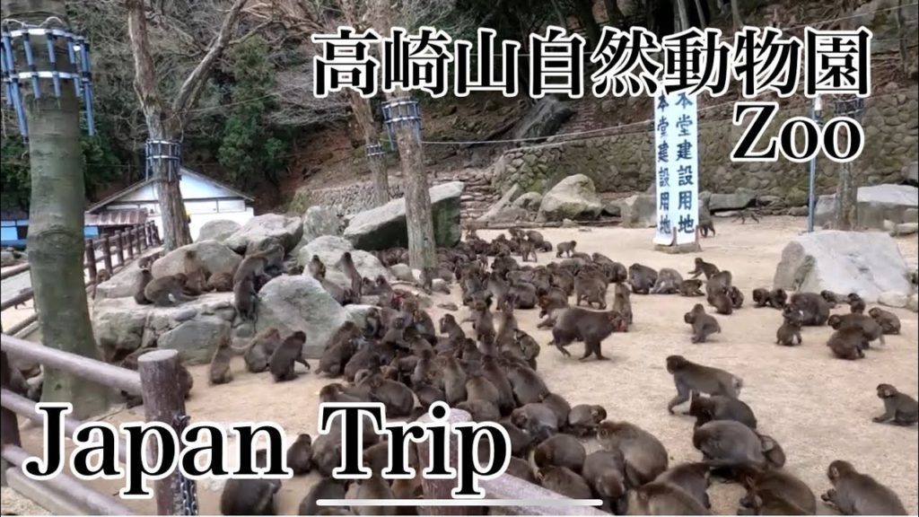 Japan Trip.高崎山自然動物園 猿 (Walk In Japan.Zoo.Ape.)