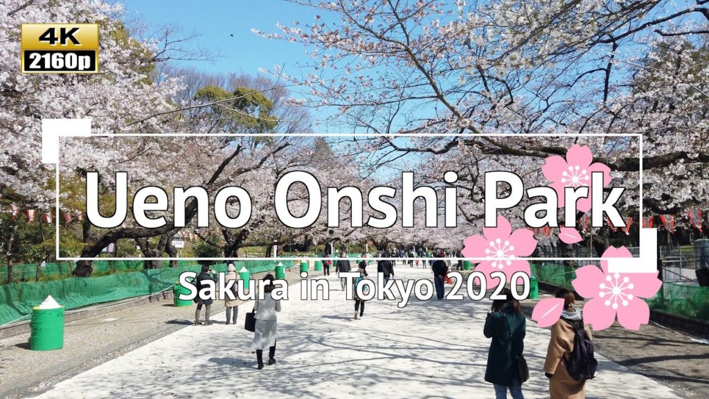 [4K] Japan - Sakura (Cherry Blossoms) in Tokyo 2020: Ueno Onshi Park