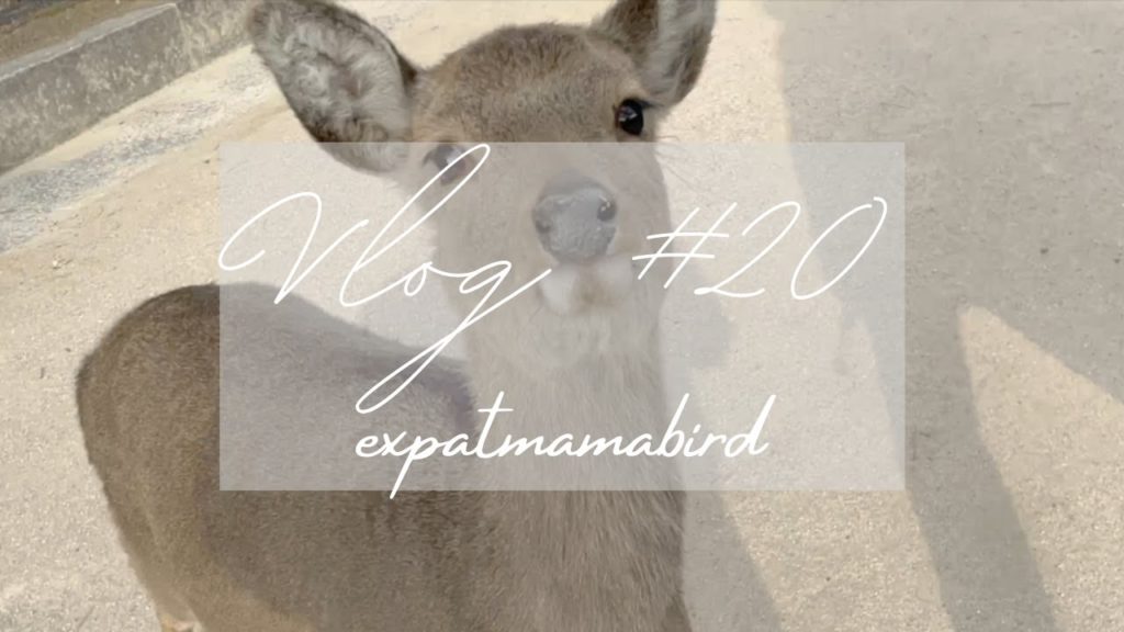 #20 I Running away from hungry deer 🦌😬I Visiting one of the most sacred islands in Japan