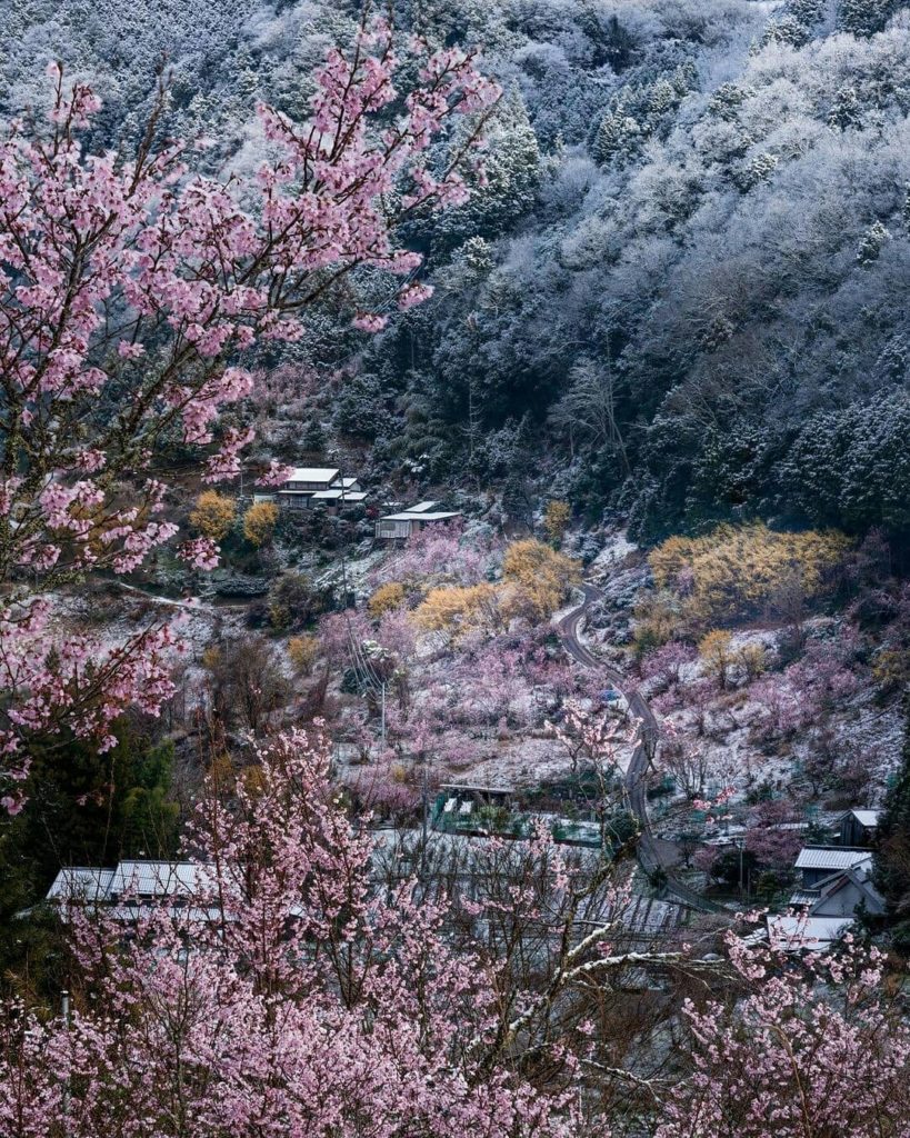 Visit Japan: Rarely do winter and spring collide in such an exquisitely beautiful fashion. T… Rarely do winter and spring collide in such an exquisitely beautiful fashion. T...