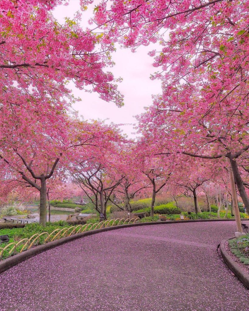 .
Cherry blossoms form a heart shape at Nabana-no-Sato.
#ChargeUpMarch  #なばなの里 の...