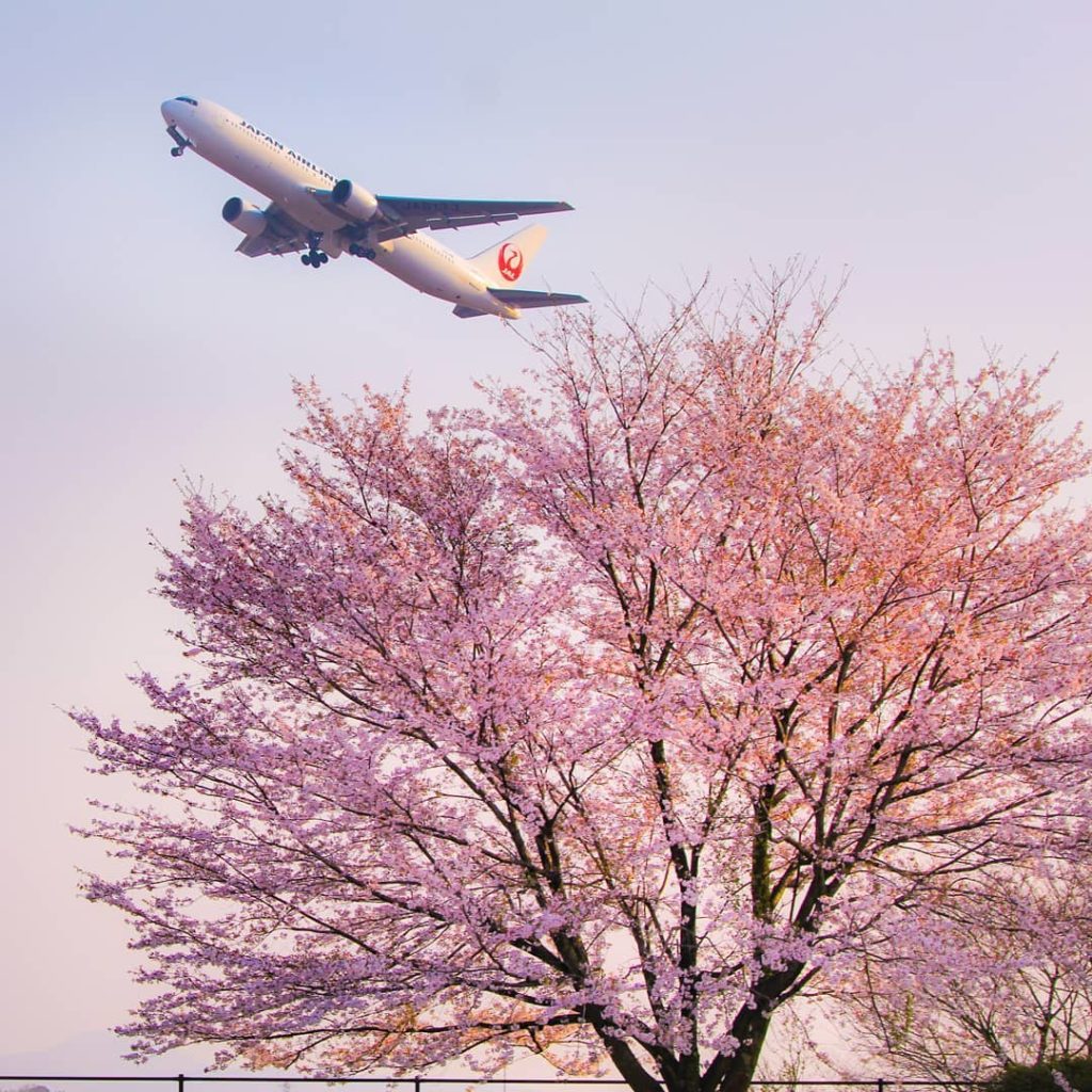 .
Admiring cherry blossoms in full bloom from above.
#ChargeUpMarch  飛行機もお花見を楽しん...