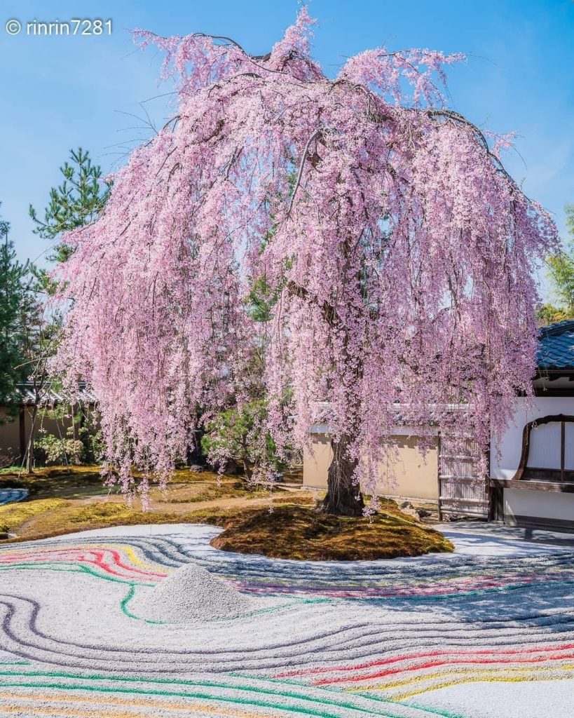 Visit Japan: Talk about peak season! This beautiful weeping cherry tree of the Hojo Garden in… Talk about peak season! This beautiful weeping cherry tree of the Hojo Garden in...
