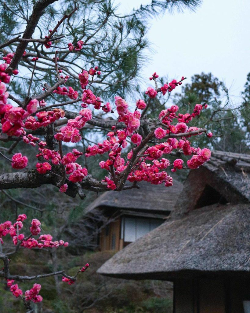 Japan Travel: Loving the signs of spring popping up!
: @yayoi_colors
—–β£β
Kyoto, #Japan
… Loving the signs of spring popping up!
: @yayoi_colors
-----β£β
Kyoto, #Japan
...