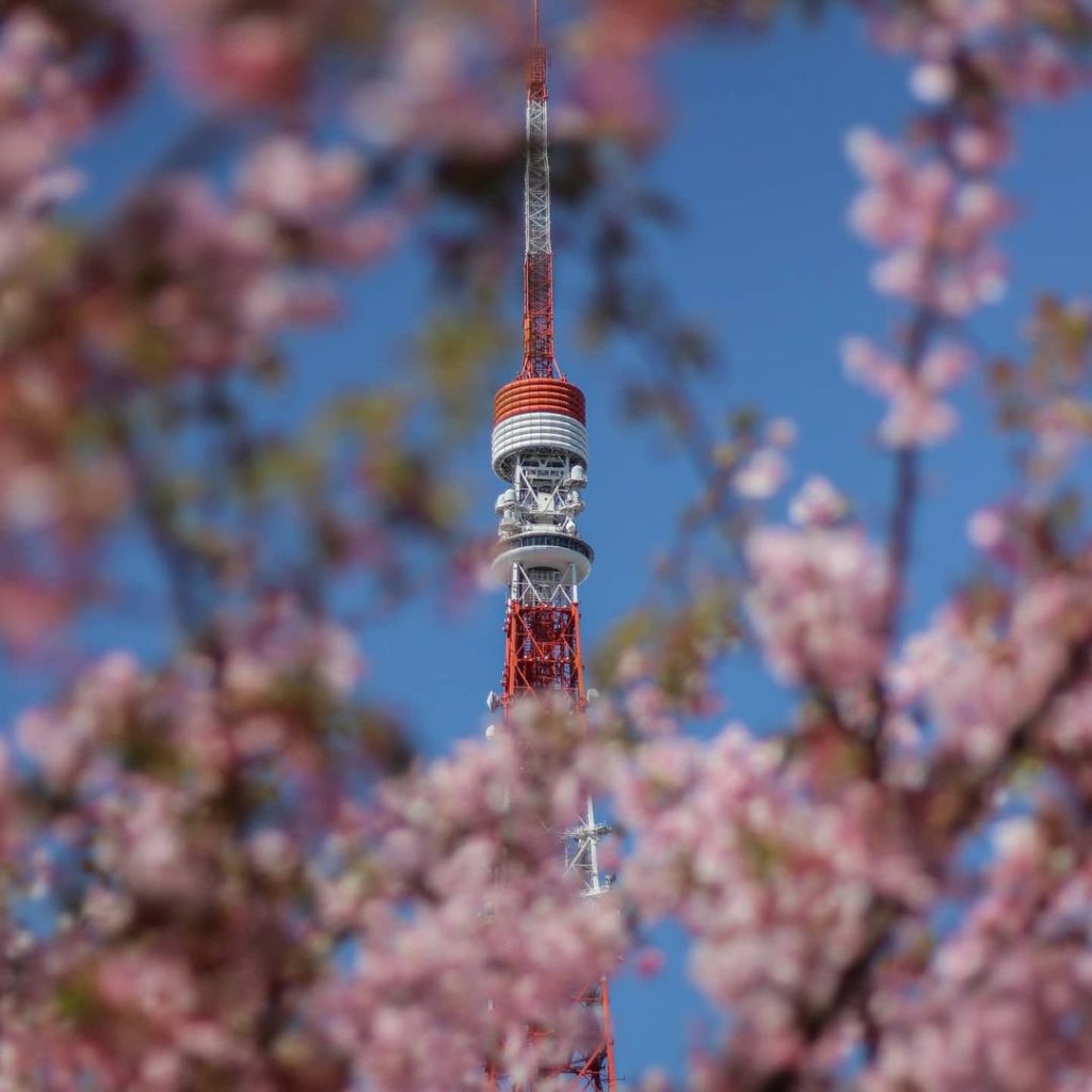 Cherry Blossom season is nearly upon us again! 

While we aren't in full Cherry ...